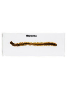 Нереїда
